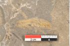 Foto (Detailansicht) von Jordania moravica Helmh. (NHMW-GEO-2024-0188-11139)